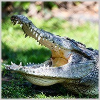 небезпечний | небезпечний крокодил