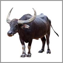 o búfalo