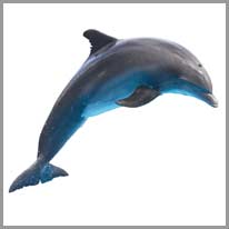 der Delfin, e
