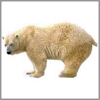 en isbjørn