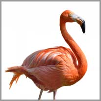 der Flamingo, s