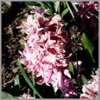 de hyacint