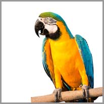 il pappagallo