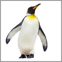 der Pinguin, e