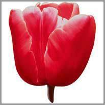 en tulipan