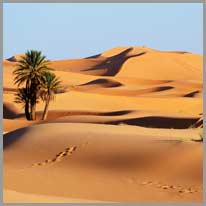 en ørken