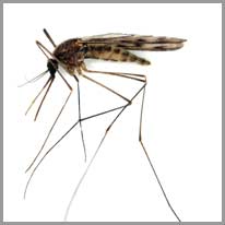 țânțar