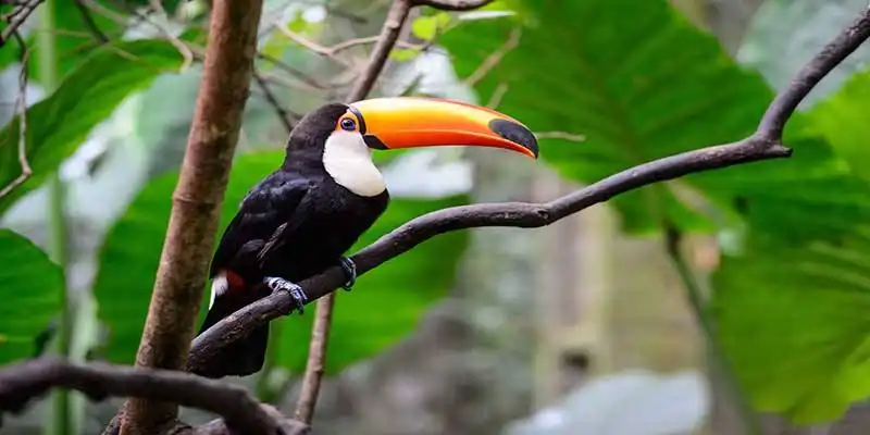 © det-anan sunonethong - Fotolia | Toucan, National park Iguazu, Brazil