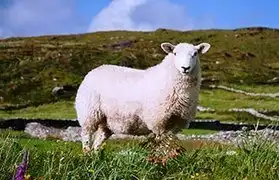 Places, Where English UK is spoken