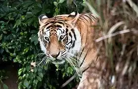 Places where Bengali is spoken