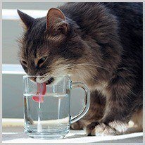 διψασμένος | η διψασμένη γάτα
