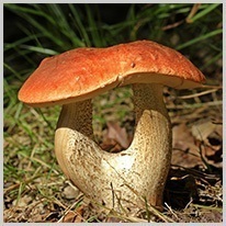 neobičan | neobične gljive