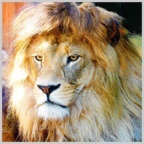 puissant | un lion puissant