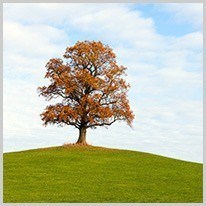 μεμονωμένος | το μεμονωμένο δέντρο
