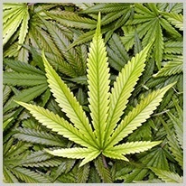 illegal | den illegala cannabisodlingen