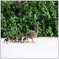 dopo | I giovani animali seguono la loro madre.