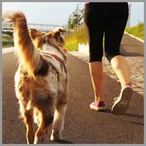 følge | Hunden min følger meg når jeg jogger.