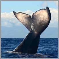 superar | Les balenes superen tots els animals en pes.