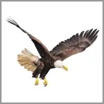 eagle