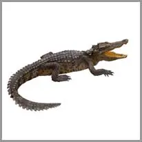 aligator