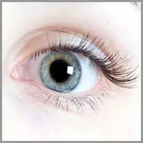 het oog