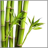 o bambu