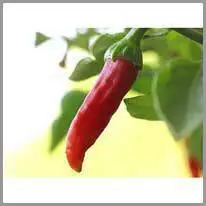 chilli