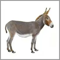 donkey