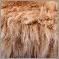 fur