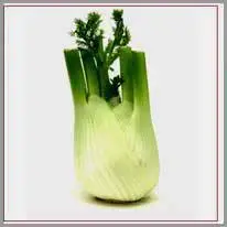 fennel