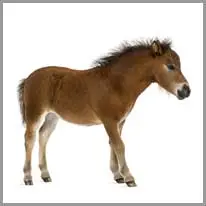 foal