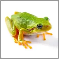 frog