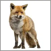 fox