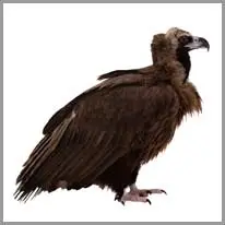 vulture