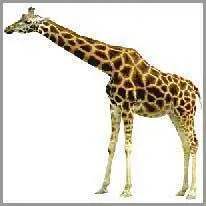 giraffe