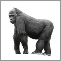 Gorilla