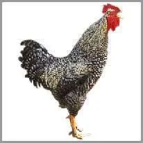 rooster