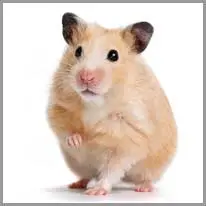 de hamster