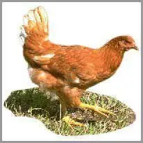 la gallina