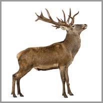 stag