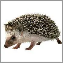 der Igel, -