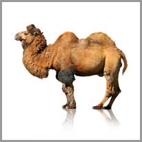 kamila