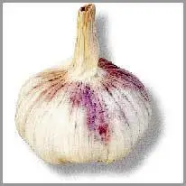 garlic