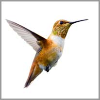 the hummingbird