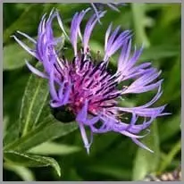 cornflower