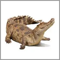 o crocodilo