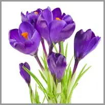 crocus