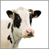 cow