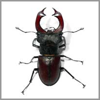 el escarabajo