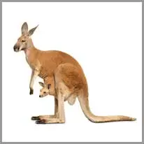 kangaroo